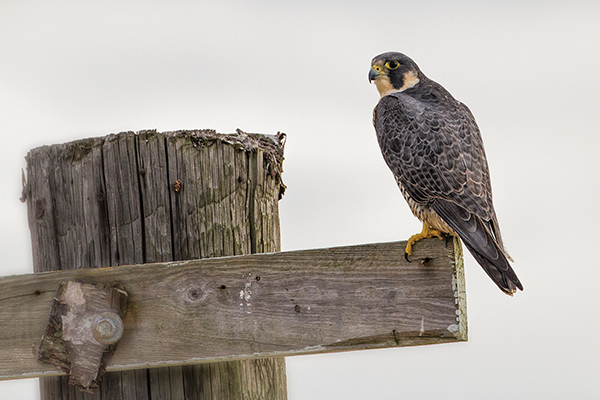 Beaufort county birdwatching