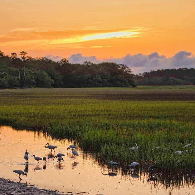 Salt Marsh History Tour