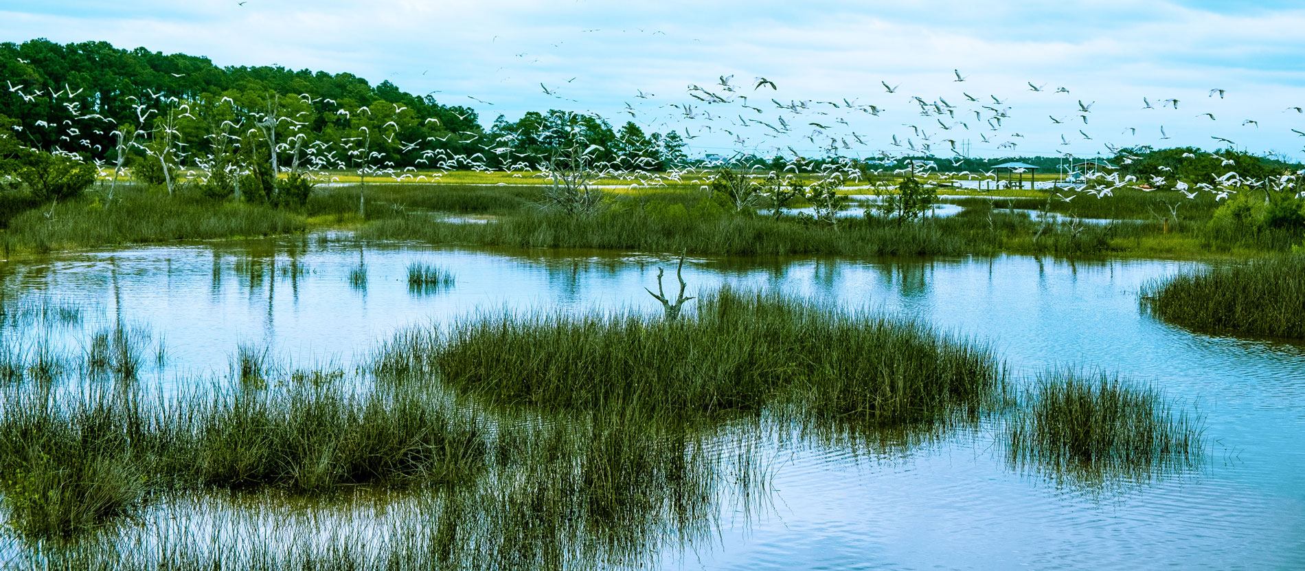 Beaufort county birdwatching