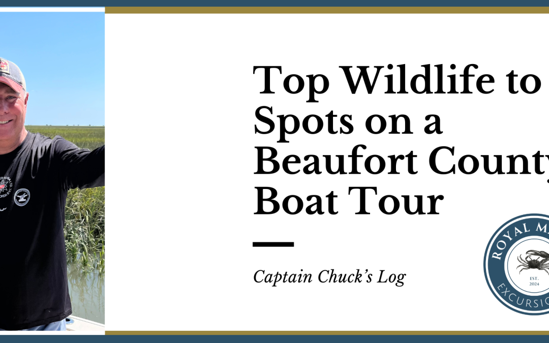 Top Wildlife to Spot on a Beaufort County Boat Tour